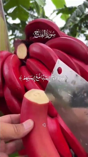 Surah Fatah Full Recitation | Most Beautiful & Emotional Quran Tilawat#quran #shorts