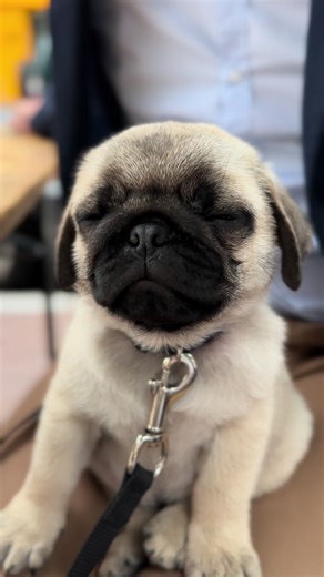 Les émotions sont retombées.. 😅🐾 #carlin #chien #pug #francis #carlos