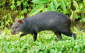 Common agouti - Alchetron, The Free Social Encyclopedia