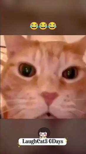 👉 Day 01 | Funniest Laughing Cat Meme 😹🔥 | 30 Days Challenge | Road to 10K#catmemes