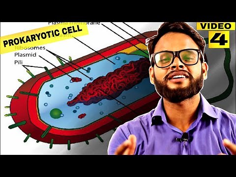 Prokaryotic cell Structure | Prokaryotic Cell Structure and Function | Prokaryotic cell in hindi