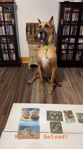 Scooby Doo Great Dane Mystery Solved!