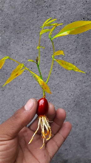 162K views · 1K reactions | How to grow litchi plant at home from seed || Best & easy method for planting //#gardening #share | DIY IndoorGarden | Facebook