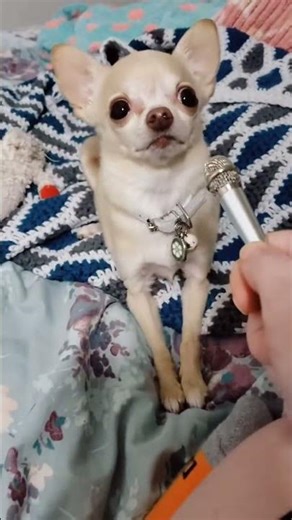 Let's normalize having a small dog! Pets of all sizes need love🥰 #shorts #dog #cute