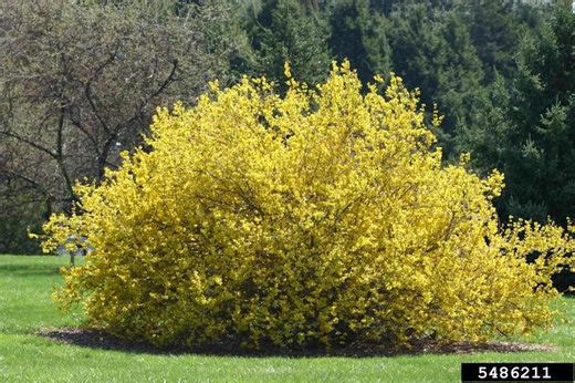 When to prune your shrubs for healthier growth this year