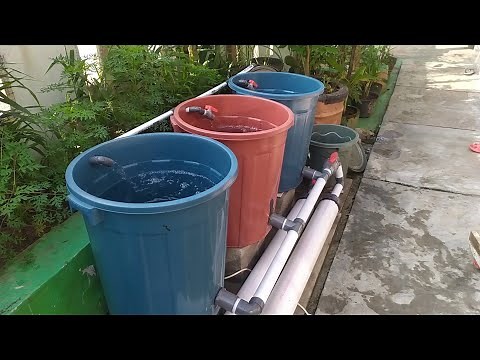 DIY : How to build simple RAS system for catfish ponds using bucket || Aquaponic system (Part 1)