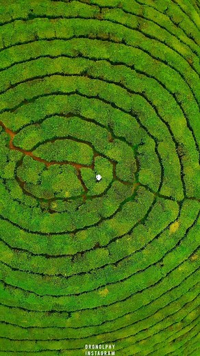 Arun P Jose | tea plantaions munnar #tea #teaplantation #munnardiaries #keralagallery #keralagodsowncountry #viralreels #instafood #statuswhatsapp... | Instagram