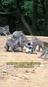 A group of monkeys want to have sex with a dog#animals #Friendship #Us
