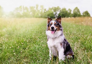 How To Fix A Chain-Link Fence So A Dog Won't Jump It - Cuteness
