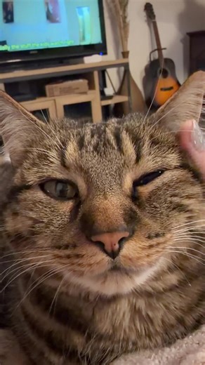 Grumpy cat #grumpycat #kitty #catmom