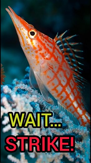 This Fish Hunts While Sitting on Coral 😮