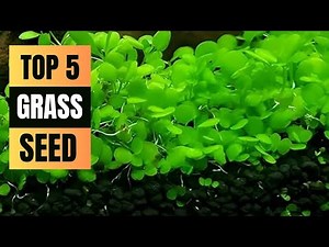 🌱 Top 5 Best Grass Seeds for a Lush, Green Lawn 2025 Guide