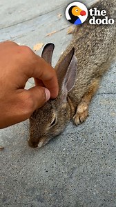 Stuck bunny gets saved by a skateboarder 🖤 | The Dodo