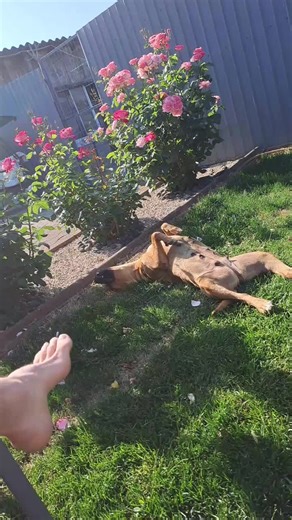 Videoclipuri postate de Iris