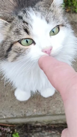 “Roshavata: The Village Cat Who Acts Like a Princess”