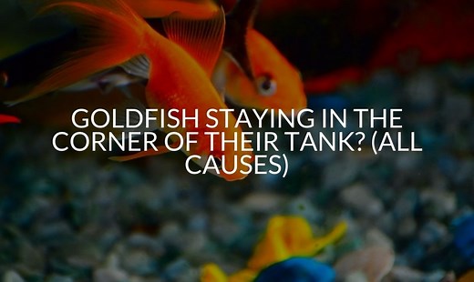 Goldfish Staying In The Corner Of Their Tank? (All Causes)