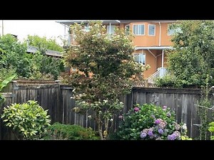 Viburnum "Summer Snowflakes" - Light Pruning October 27