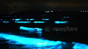 Luminous 'blue tears' phenomenon lights up waters on Chinese beach