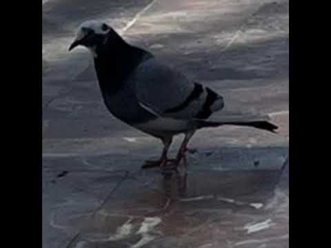 learning tidal wave 😌😌😌