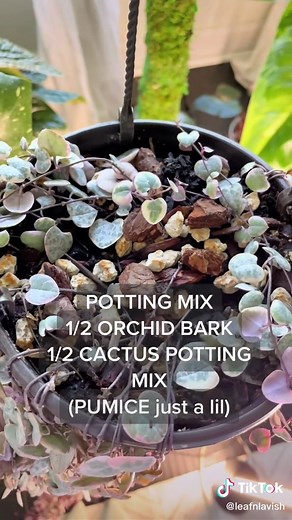 How to Propergate String of Hearts: Plant Care Tips