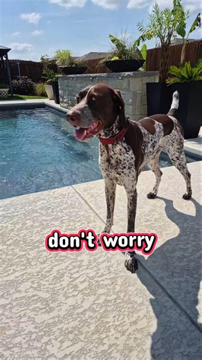 don't worry German Shorthaired Pointer GSP Panzer... 🤔🙃🐶 #shorts #ytshorts #viral #trending