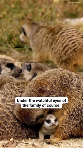 When meerkat pups arrive, it's all paws on deck! 🐾 While mum’s out hunting, young adults are on babysitting duty. By four weeks, the pups are seeing sunlight for the first time. By nine, they’re weaned, exploring, and already trying to stand sentry like the grown-ups. ☀️ It’s hard work being this adorable. #babyanimals #wildlife #animalfacts | WWF-Australia