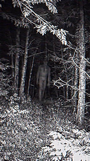 This Was Captured on a Trail Camera #Mystery #Wildlife #Unknown #Footage #Shorts