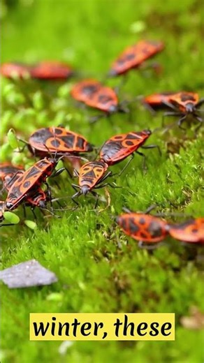 [WILDLIFE FACTS] The Fascinating Behavior Of Firebugs #shorts #fact #firebug