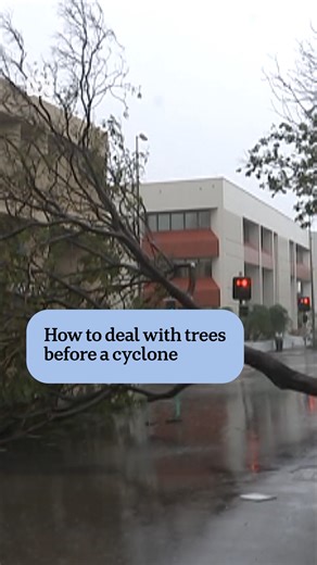 24K views · 125 reactions | In preparation for Cyclone Fina, here is some advice from an arborist about how to deal with trees before and after a cyclone望 #ABCNewsNT | ABC Darwin | Facebook