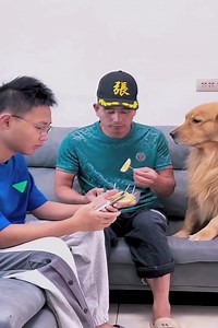 Amao also became a jealous spirit #fuuny #goldenretriever | Norn Ava