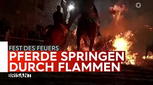 Um eines Schutzheiligen zu gedenken, springen Pferde beim Fest des Feuers in Spanien über meterhohe Flammen. 🔥🐴 | Brisant