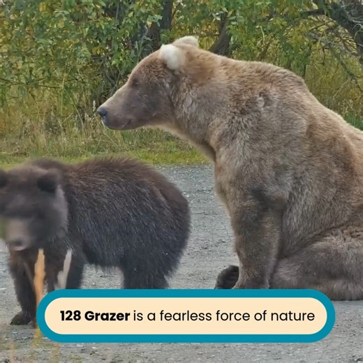 Don't miss this match! Fat Bear Week polls are now OPEN! 🐻 128 Grazer vs. 909 Jr 🐻 🐻 747 vs. 903 🐻 | explore.org