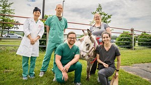 Mini donkey gets big boost from pacemaker