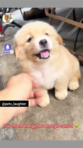 Cute Puppy Angry Reactions Are Too much to Handle 🐶 | Too Funny & Adorable 😂| Cute and Funny pets