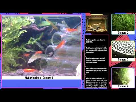 LIVE HD Red Neocaridina Tank•Relaxing Shrimp Stream•2026-03-25•Choose your Camera point of view