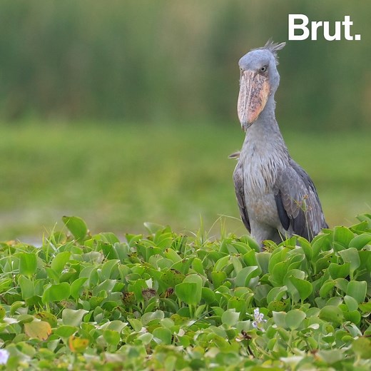 Il a le bec d'un pélican, le regard d'un aigle et des pattes de flamant rose... C'est le Bec-en-sabot du Nil. | Brut