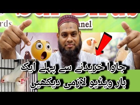 Java sparrow New Price List alert l Java birds new price update l V No 350 Sur Birds Channel