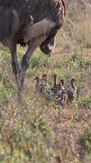 Heartwarming Scene： Baby Ostrich Chicks Follow Mom Closely! | Ruby Reid