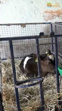 ਨਵੇਂ ਜਨਮੇ ਕੱਟੜੂ-ਵੱਛੜੂ ਨੂੰ ਜਨਮ ਤੋਂ ਹੀ ਸ਼ੁਰੂ ਕਰੋ ਇਹ ਖਾਸ ਪ੍ਰੋਡਕਟ | Order Now |