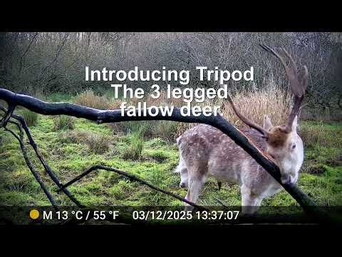 Tripod the fallow buck