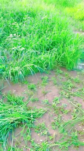 Watch This Brush Cutter Conquer Thick Grass and Weeds | #LandClearing and #TreeRemoval Done Right 🌾✨