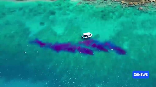 Coral larvae released as part of research project