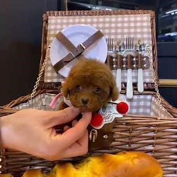 Cheap Teacup Poodles for sale