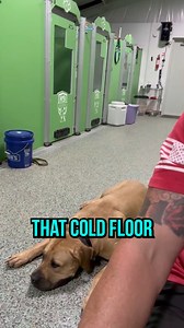 641K views · 10K reactions | Are you giving your dog water at the...