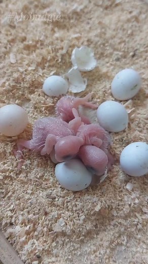 738 reactions · 16 shares | Cuteness little budgie chicks #budgie #birds #parrots #chicks #birdlife #birdwatching #nestingbirds #Mobudgie | Mo Budgie | Facebook