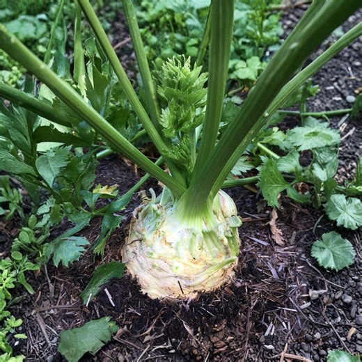 Mullein 20 Seeds, Verbascum Thapsus, Medicinal Herb Plant, Yellow Flowering Perennial, Ornamental Garden Plant - Etsy