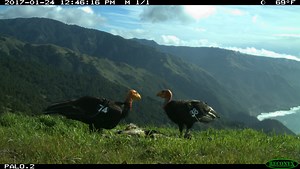 Condors hit milestone with 'wild-hatched' couple found nesting, raising chick