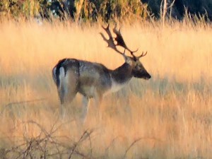 Bowhunting Deer FALLOW RUT, Australia