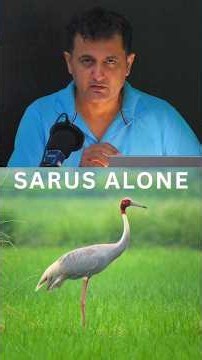 Lonely Sarus Crane in the Rice Field