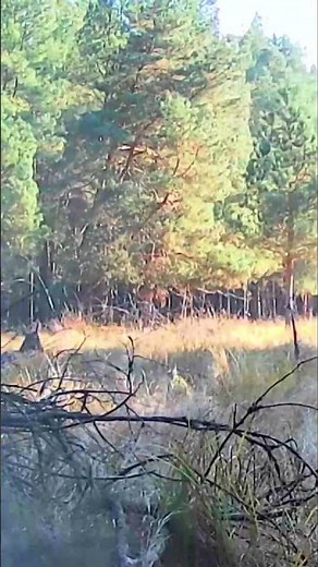 Fallow Deer, rutting time